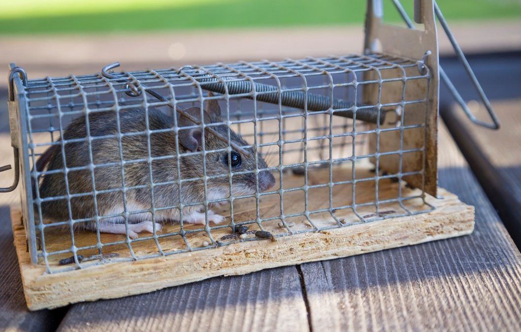 Mouse trapped inside metal cage with no chance to escape