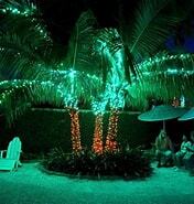 Palm trees shown lighted in green at night