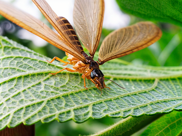 Dealing Quickly with Termite Infestations in South Florida