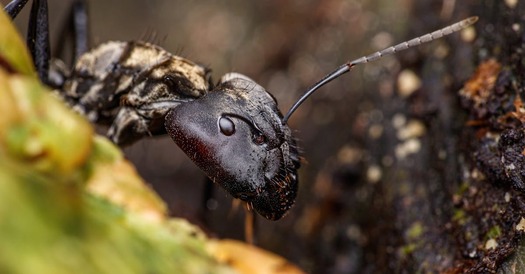 The Ultimate Bug Battle: How South Florida Homeowners Can Win Against Pests