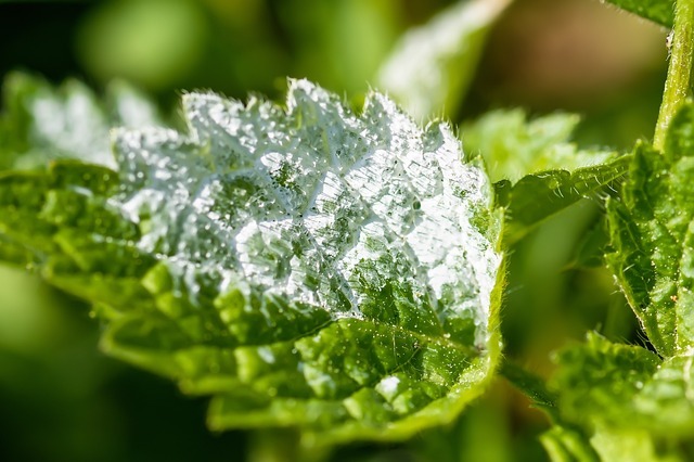 How to Combat Mold and Mildew in South Florida Homes