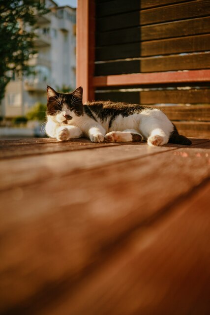 From Dull to Dazzling: Secrets to Restoring Hardwood Floors!